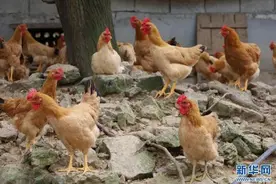 乡村振兴在行动｜江西宁都：打好乡村“特色牌” 走出振兴“幸福路”图片