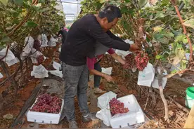 美好生活在云南｜又甜又脆，玉溪通海晚熟葡萄上市图片