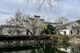 “梅”好降临！闸北公园2025年第一缕蜡梅香来了→图片