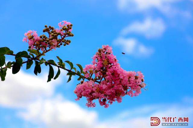 十里芳菲入画来