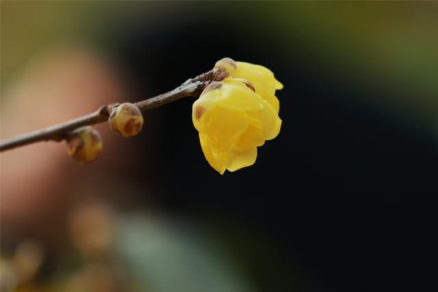 商视界｜柘城县：千树园蜡梅迎冬绽放