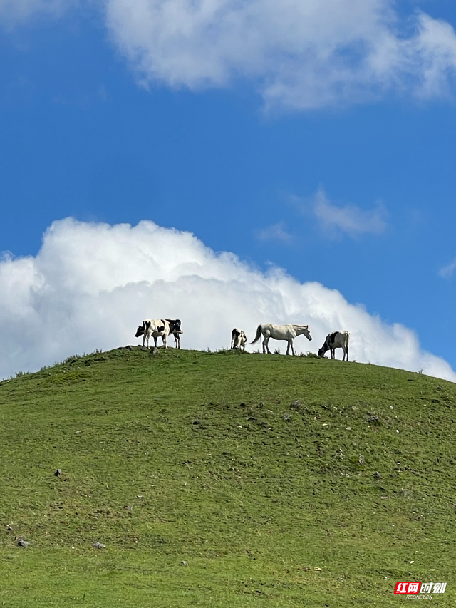 大美红图｜国庆邂逅“南方呼伦贝尔”，城步南山牧场迎旅游热潮