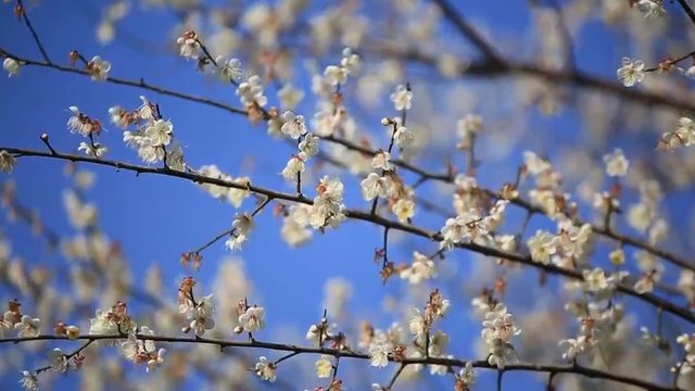 浙江冬日花海“提前营业” 赏花游激活文旅“小阳春”