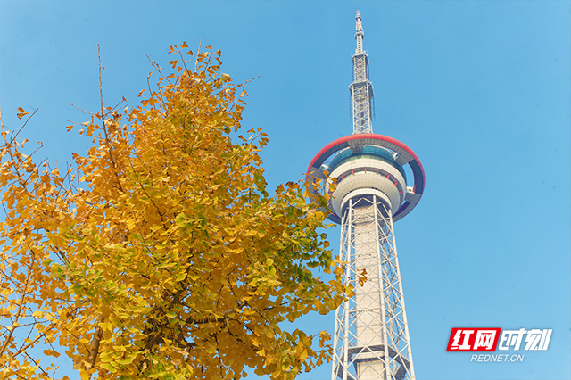 晴暖末班车！株洲神农湖彩叶美景别错过
