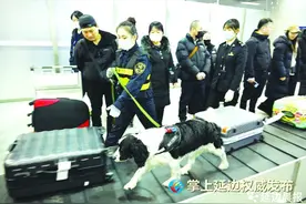 这个春节 延吉海关检疫犬“可乐”有点儿忙图片