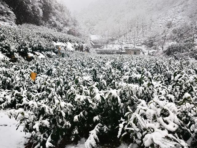 雨雪再袭！淳安发布紧急提醒！
