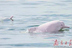 在雷州湾，邂逅中华白海豚图片