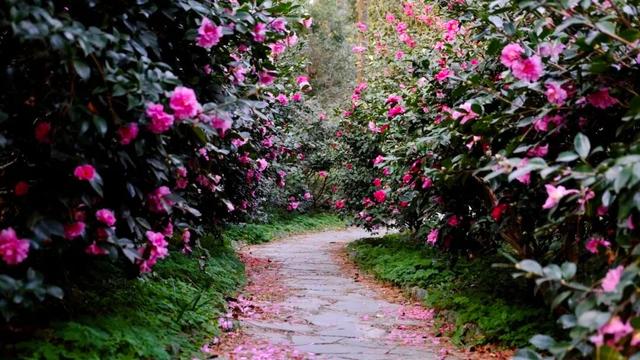 闭眼出片！武汉植物园茶梅进入最佳观赏期 这份浪漫攻略请收好