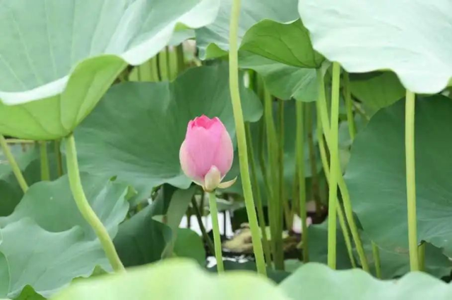 水墨瀛海 · 荷你有约 | 瀛海夏日限定荷花已上线