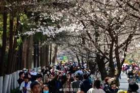 南京鸡鸣寺路樱花已经开成这样了！图片