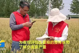 菏泽定陶：66万亩小麦丰收在望 专家田间“测产忙”图片
