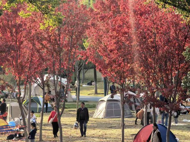 这座公园全面开放草坪，可以去露营了