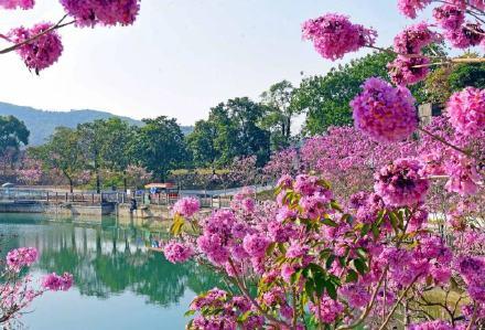 紫花风铃已成广州网红 错过就要等明年！