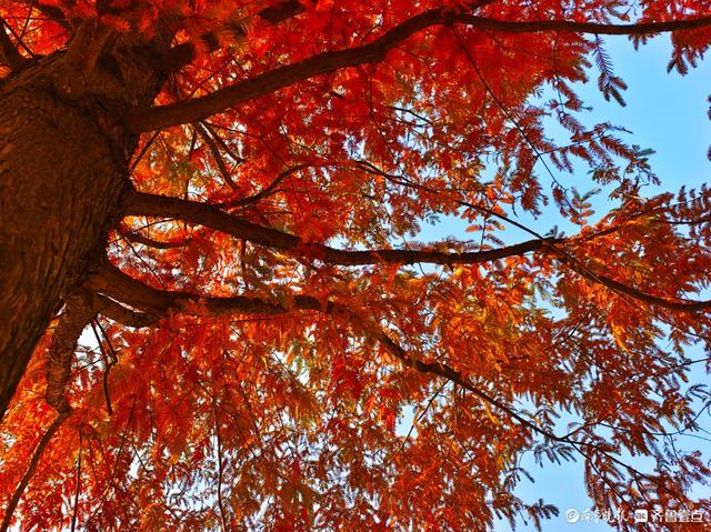 冬日水杉叶泛红，沂河岸边添美景