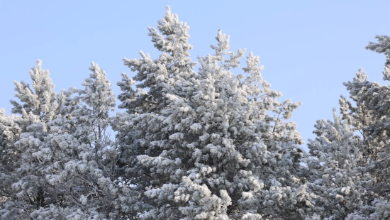 黑龙江抚远：雪绘东极胜景 琼枝凝霜如画