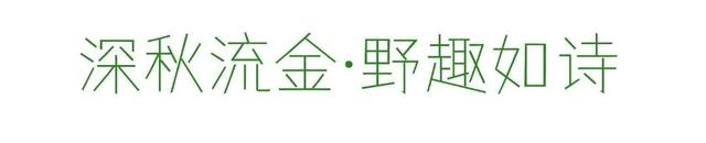 四季流转，青浦这座公园的颜值从来不掉线！