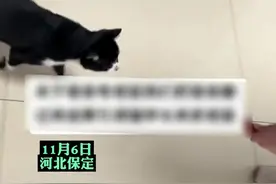 宿舍出现老鼠无人敢抓，女生用火腿肠引诱黑猫抓鼠。网友：现实版“黑猫警长”。图片