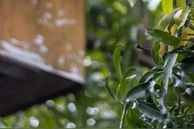 广东多地大量出现，不要吃图片