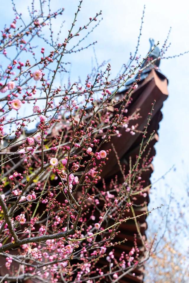 武汉梅花美到封神！官方赏梅地图请收好