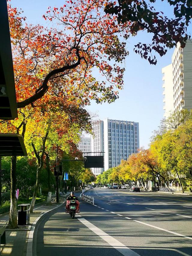 晚潮｜乌桕染秋路　霜叶读杭城