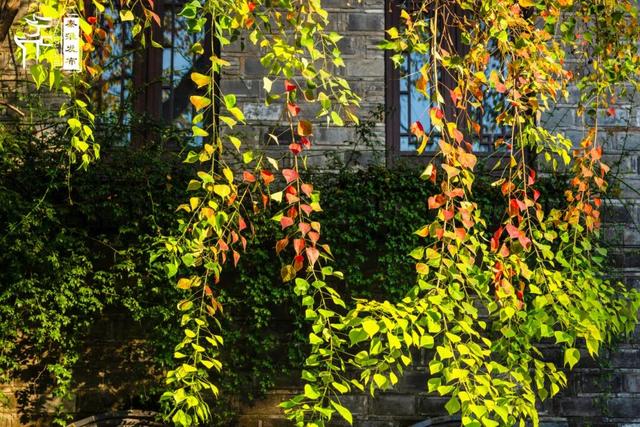 秦淮花事｜乌桕斑斓，半城秋色入画来