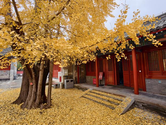 雨后天晴，承恩寺秒变“黄金殿”！银杏铺满院，古韵拉满格