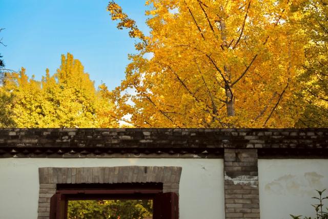 美绝！西安初冬的含金量还在上升！