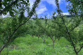 牂牁江畔 老严的“李”想生活图片