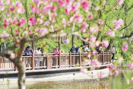 北京市属公园踏青赏花人气旺图片