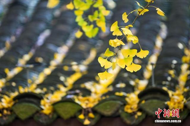 四川眉山：古祠金叶舞 诗意醉游人