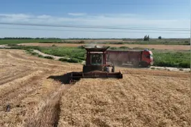 沙湾市各地小麦开镰收割图片