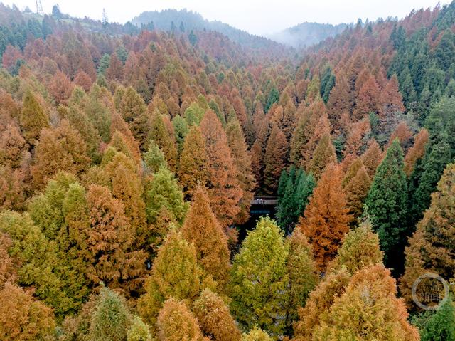 重庆南川：彩林季点燃冬日旅游热
