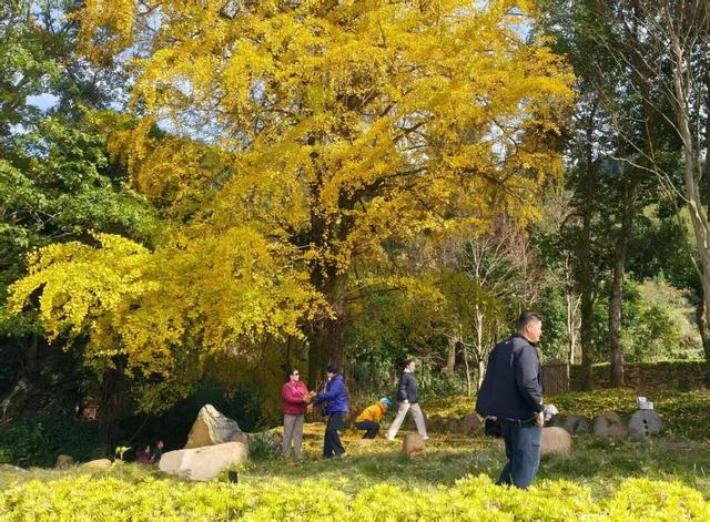 金色盛装！永新黄竹岭古银杏迎来“高光时刻”