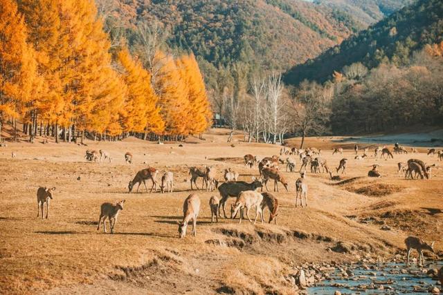 在这座东北小城，被顶级秋景暴击