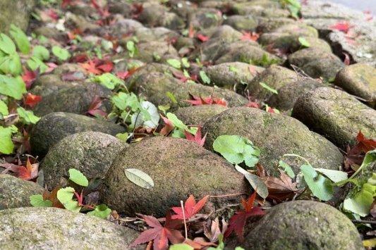 畅游青岛 文明相伴｜山海披红装，崂山进入高饱和度的秋天！