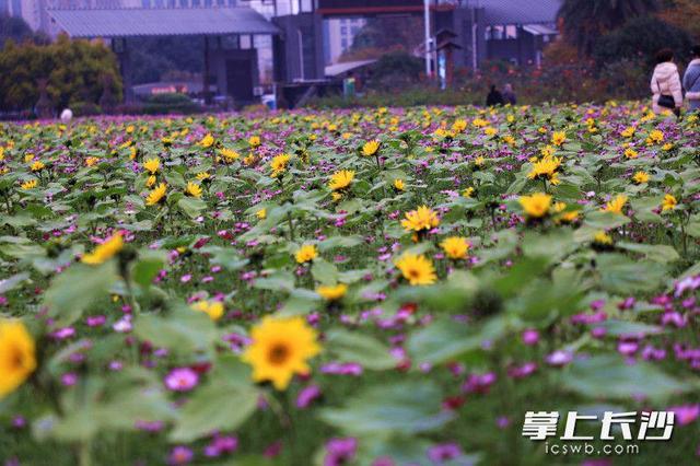 省植物园世界名花广场浪漫花海等你来打卡