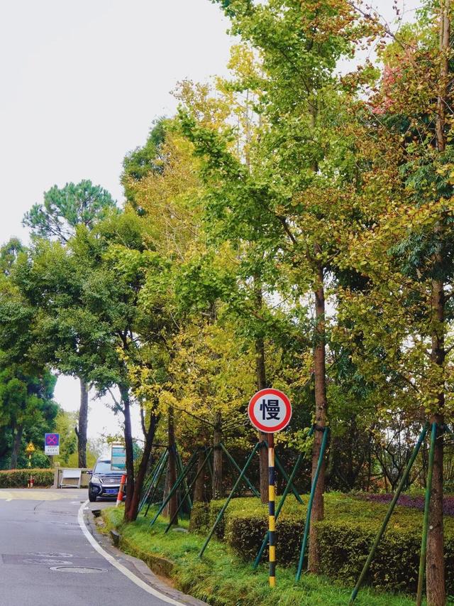 黄了！黄了！福州这里迎来颜值高峰！