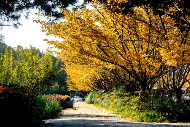 又是一年秋好处