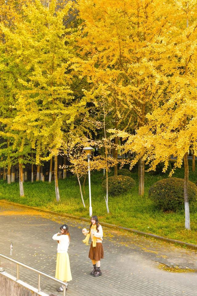 最好的秋天，在华师！