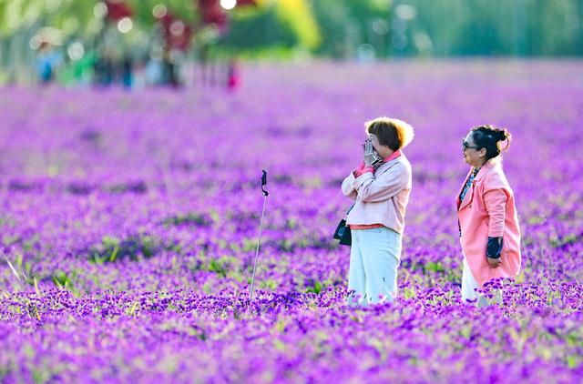 呼和浩特：马鞭草花海迎来盛花期
