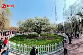 百年古梨树 花开满园艳冰城图片