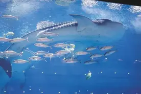 成都一海洋馆鲸鲨死亡图片