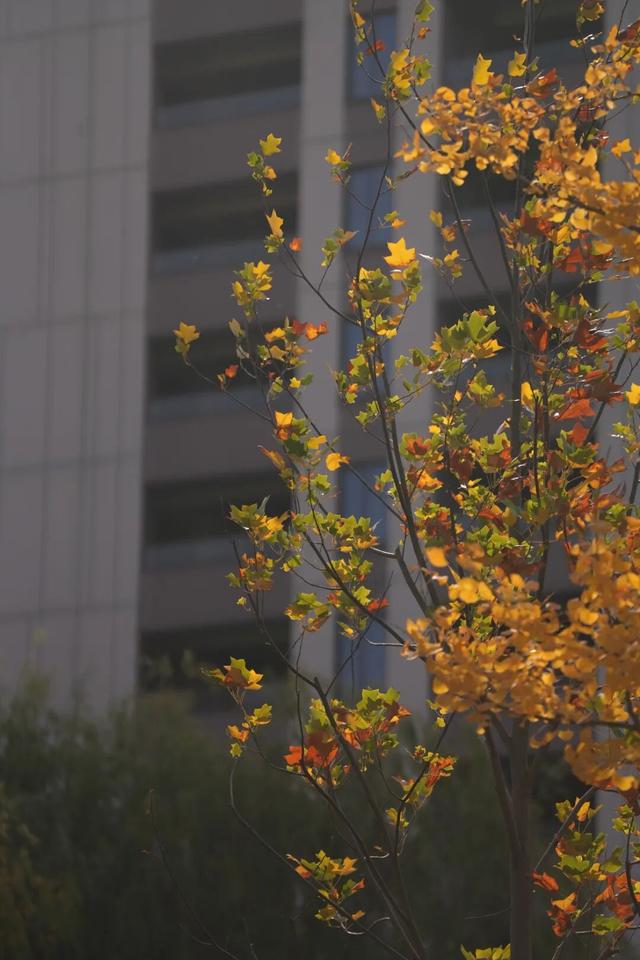 别错过，用Citywalk感受落叶的浪漫→