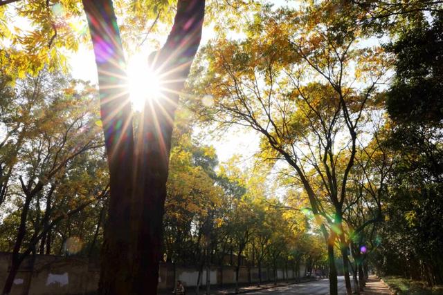 此时，闵行最美的地方就在……