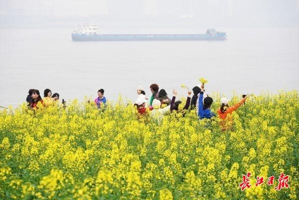 春天来江滩油菜花田赏春景