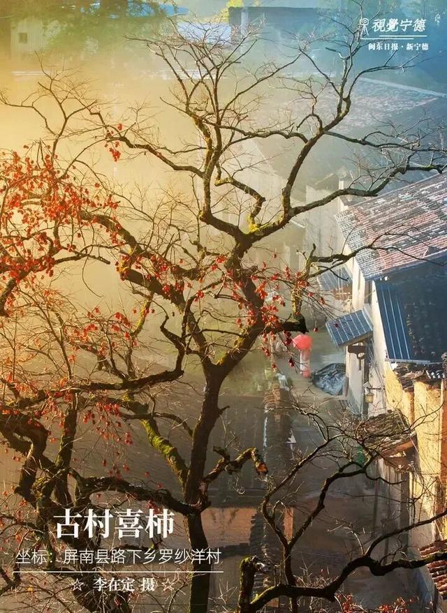 走！去屏南！这些柿子打卡点请收好→