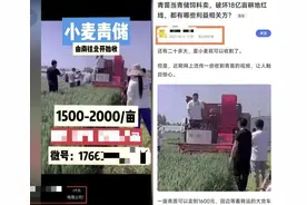 农业农村部相关司局负责人回应网传小麦青贮问题图片
