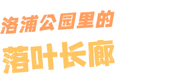 快出门！这些全是洛阳冬日限定！