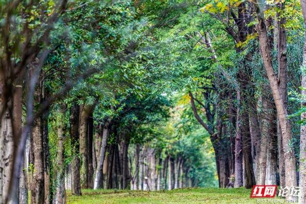 岁暖时刻丨长沙岳麓区藏着条林道，一步是一景
