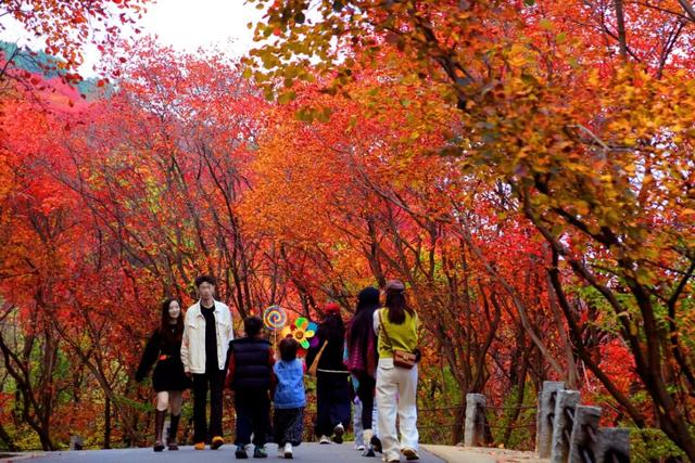万山红遍正当时！济南红叶谷进入最佳观赏期